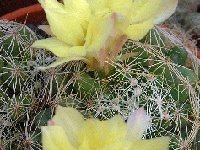 Mammillaria sphaerica HW exSB857 Zapata County, Texas, USA (small quantity)